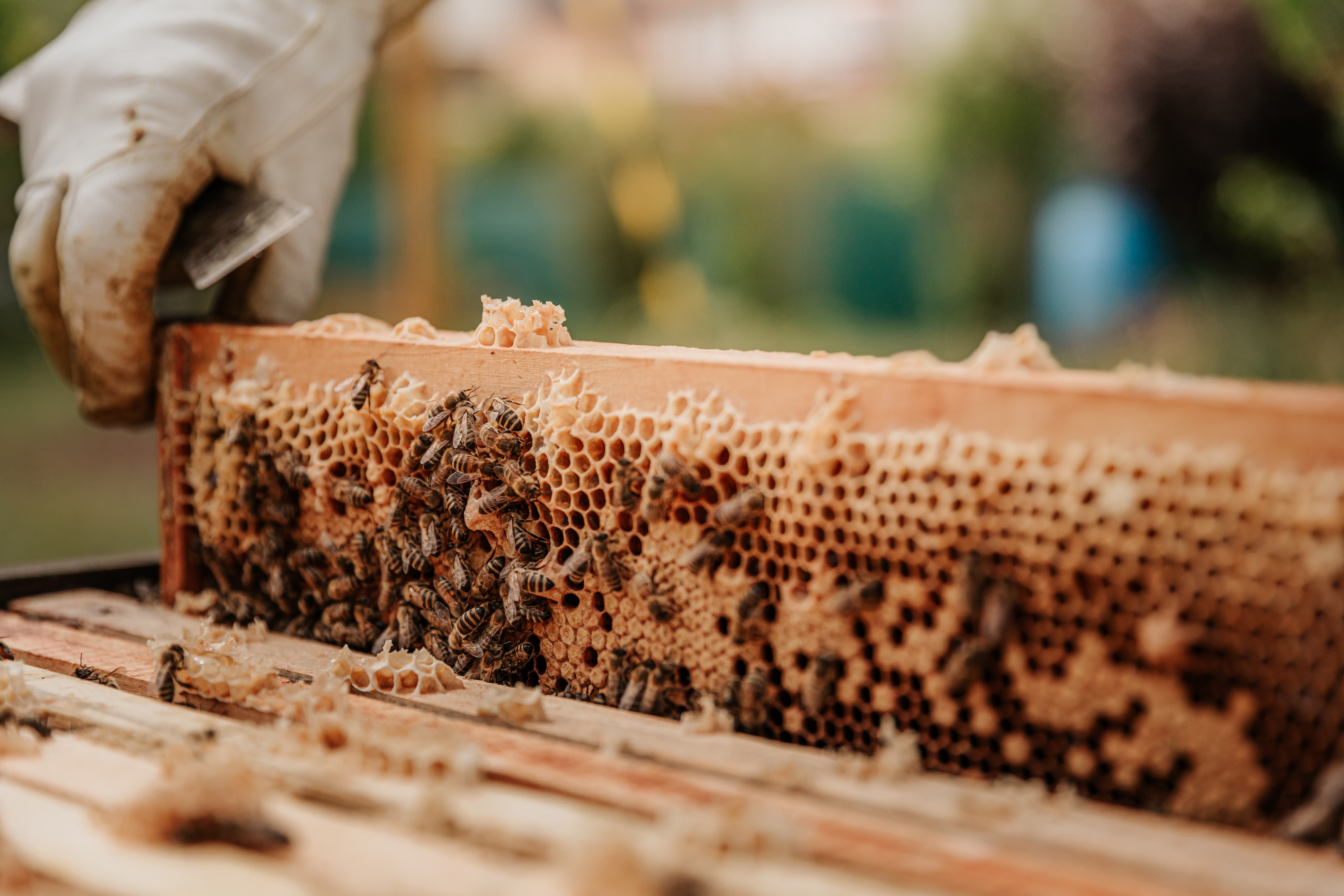 bees in beehive